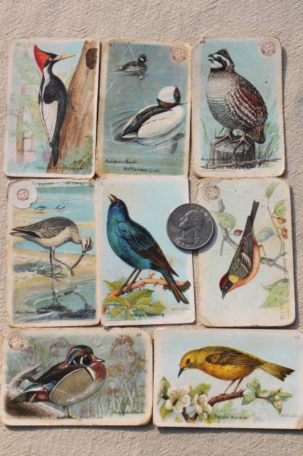 photo of lot advertising trade cards Birds of America bird prints, vintage scrapbook ephemera #6