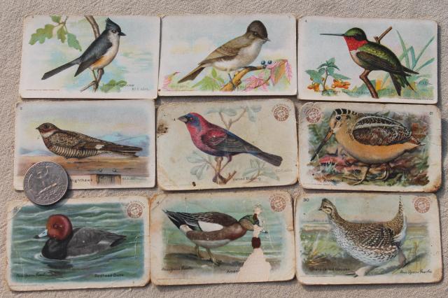 photo of lot advertising trade cards Birds of America bird prints, vintage scrapbook ephemera #8