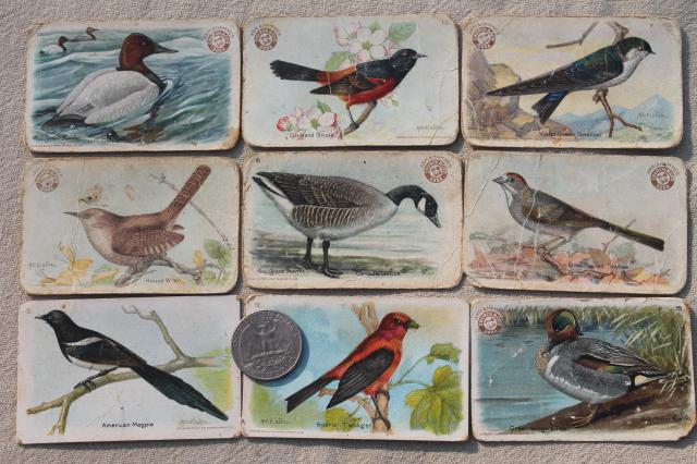 photo of lot advertising trade cards Birds of America bird prints, vintage scrapbook ephemera #9