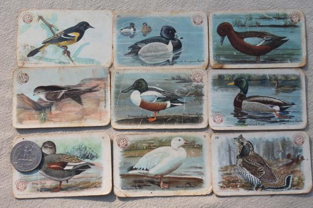 photo of lot advertising trade cards Birds of America bird prints, vintage scrapbook ephemera #10