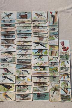 catalog photo of lot advertising trade cards Birds of America bird prints, vintage scrapbook ephemera