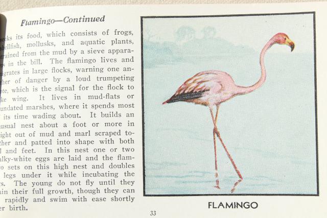 photo of lot vintage advertising trade cards w/birds, color print bird field guide books #2