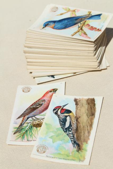 photo of lot vintage advertising trade cards w/birds, color print bird field guide books #3