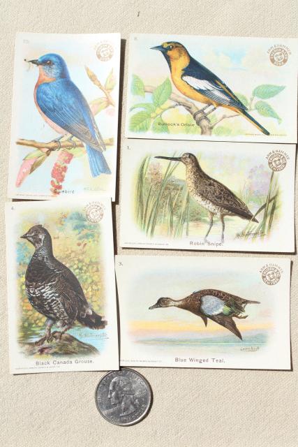 photo of lot vintage advertising trade cards w/birds, color print bird field guide books #4