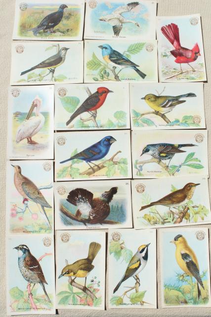 photo of lot vintage advertising trade cards w/birds, color print bird field guide books #7
