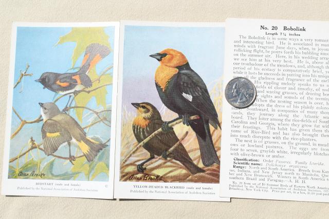 photo of lot vintage advertising trade cards w/birds, color print bird field guide books #10