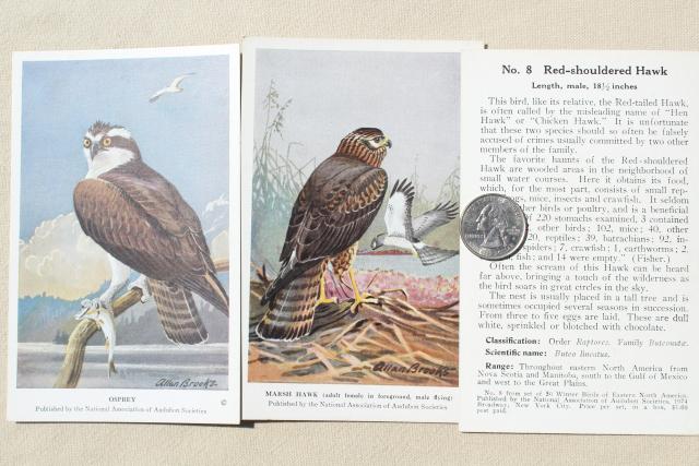photo of lot vintage advertising trade cards w/birds, color print bird field guide books #12