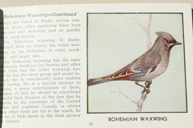 photo of lot vintage advertising trade cards w/birds, color print bird field guide books #16
