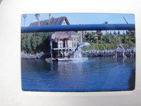 photo of lot vintage photo slides, water show w/dolphins/porpoises&killer whales #4