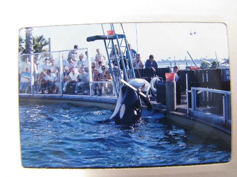 photo of lot vintage photo slides, water show w/dolphins/porpoises&killer whales #5