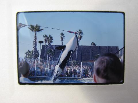 photo of lot vintage photo slides, water show w/dolphins/porpoises&killer whales #6