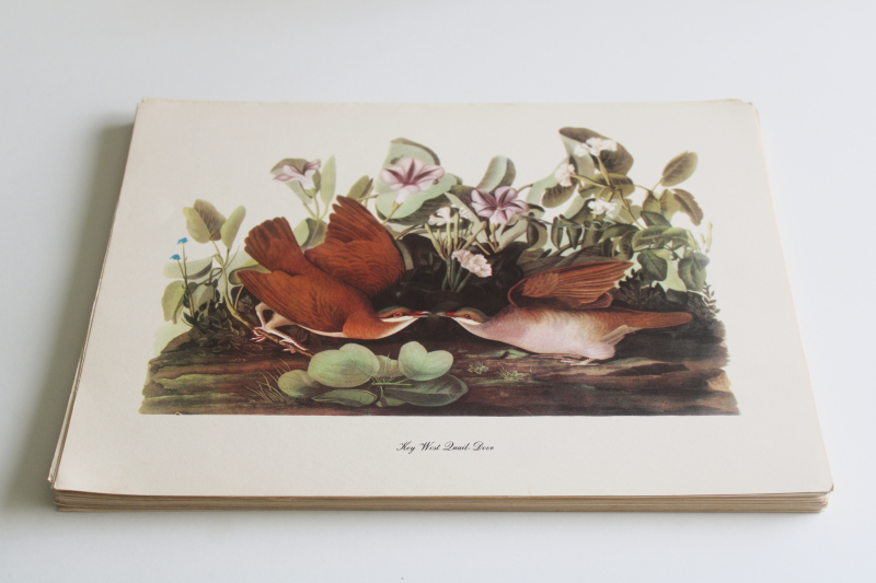 photo of mid century vintage folio of Audubon birds for framing or display, 50+ prints  #2