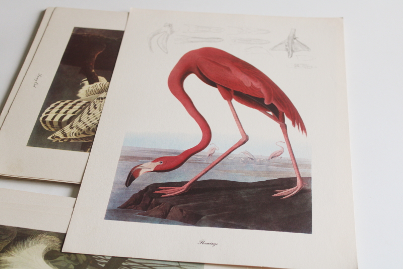 photo of mid century vintage folio of Audubon birds for framing or display, 50+ prints  #3