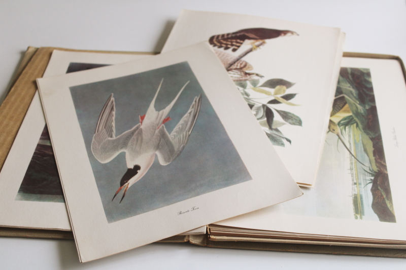 photo of mid century vintage folio of Audubon birds for framing or display, 50+ prints  #4