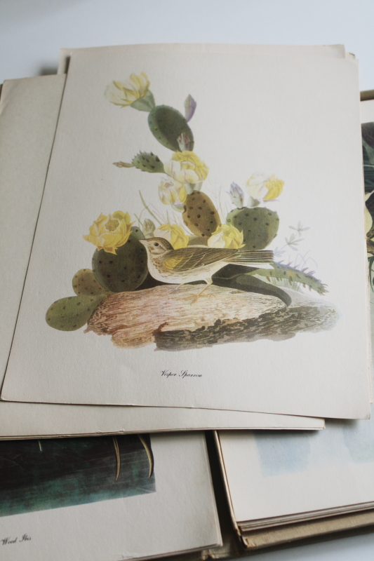 photo of mid century vintage folio of Audubon birds for framing or display, 50+ prints  #6