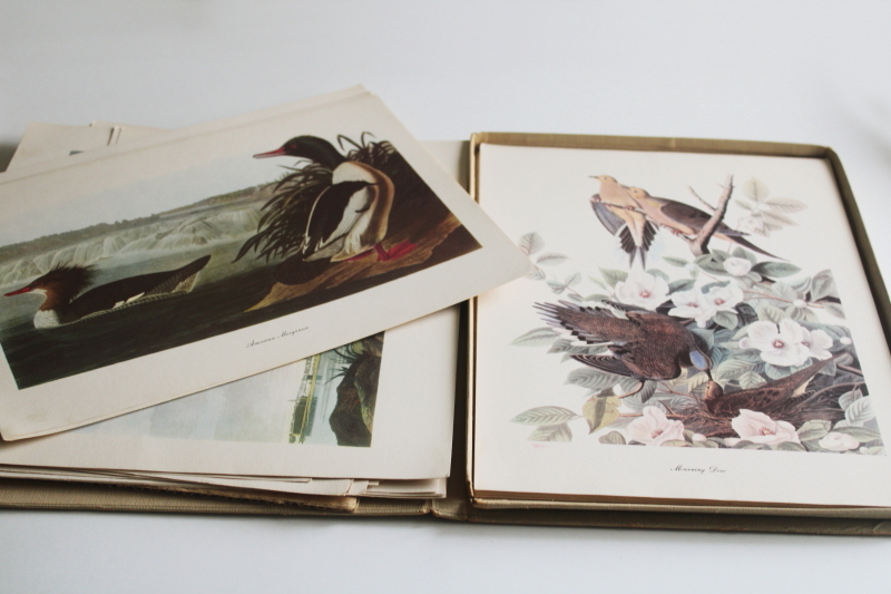 photo of mid century vintage folio of Audubon birds for framing or display, 50+ prints  #7