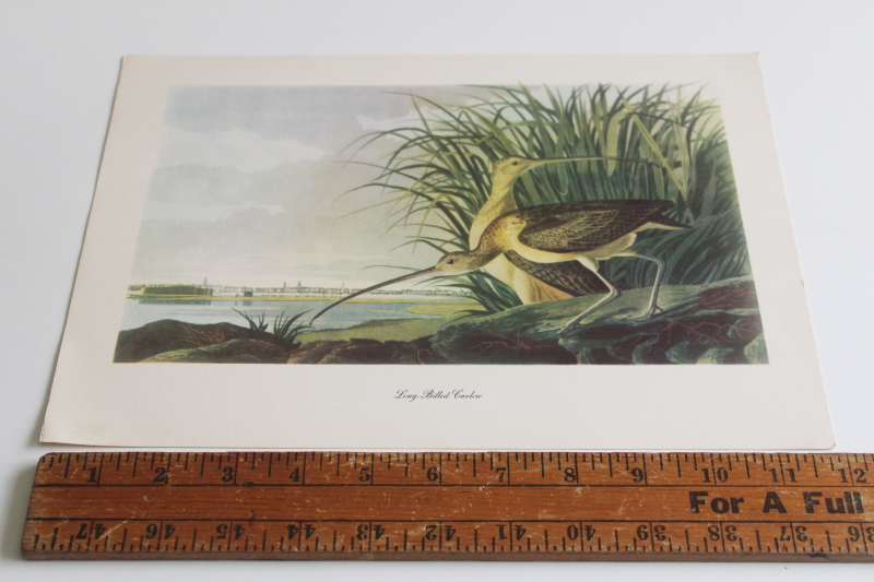 photo of mid century vintage folio of Audubon birds for framing or display, 50+ prints  #10