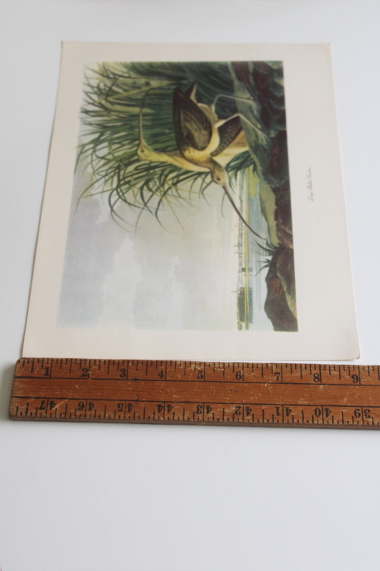 photo of mid century vintage folio of Audubon birds for framing or display, 50+ prints  #11