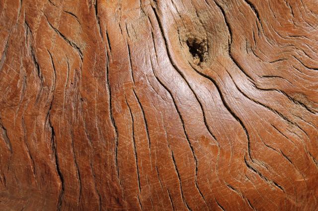 photo of natural driftwood w/ large interesting shapes, bent twisted wood pieces for art display #6