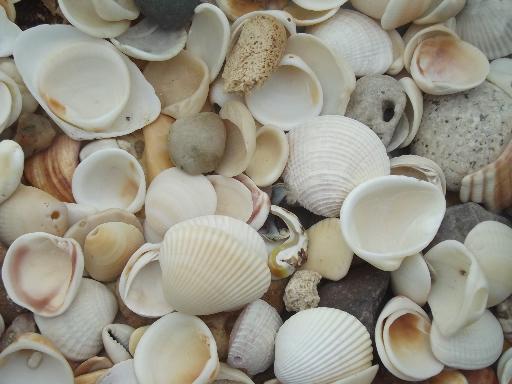 photo of natural seashells lot, Florida beachcomber sea shells 30-40 years old #2