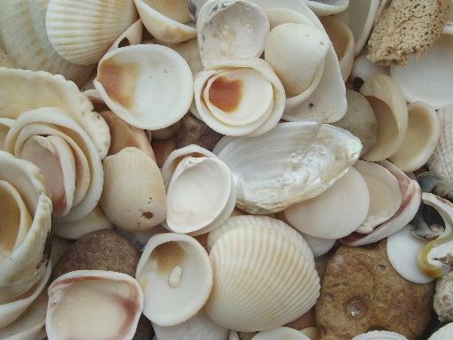 photo of natural seashells lot, Florida beachcomber sea shells 30-40 years old #3