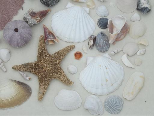 photo of natural seashells lot, Florida beachcomber sea shells 30-40 years old #4