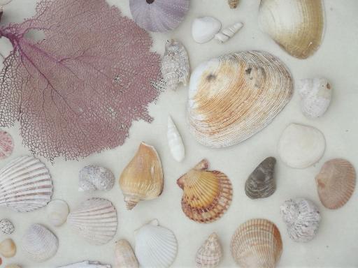 photo of natural seashells lot, Florida beachcomber sea shells 30-40 years old #5