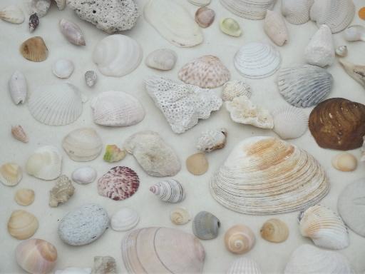 photo of natural seashells lot, Florida beachcomber sea shells 30-40 years old #6