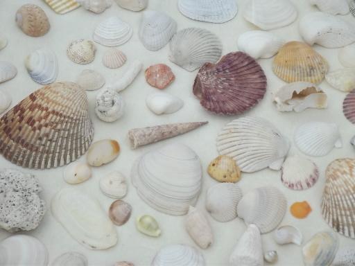 photo of natural seashells lot, Florida beachcomber sea shells 30-40 years old #7