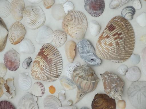 photo of natural seashells lot, Florida beachcomber sea shells 30-40 years old #8