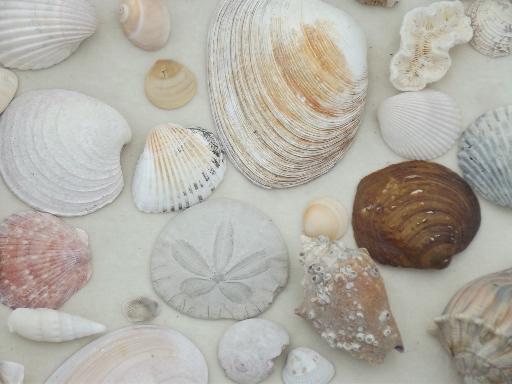 photo of natural seashells lot, Florida beachcomber sea shells 30-40 years old #9