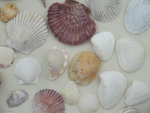 photo of natural seashells lot, Florida beachcomber sea shells 30-40 years old #10