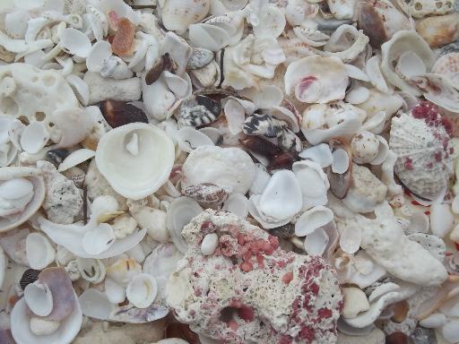 photo of natural seashells lot, Florida beachcomber sea shells 30-40 years old #11