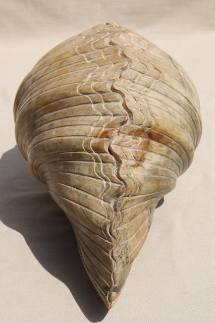 photo of natural wood carving seashell sculpture, large hand carved beach sea shell #10