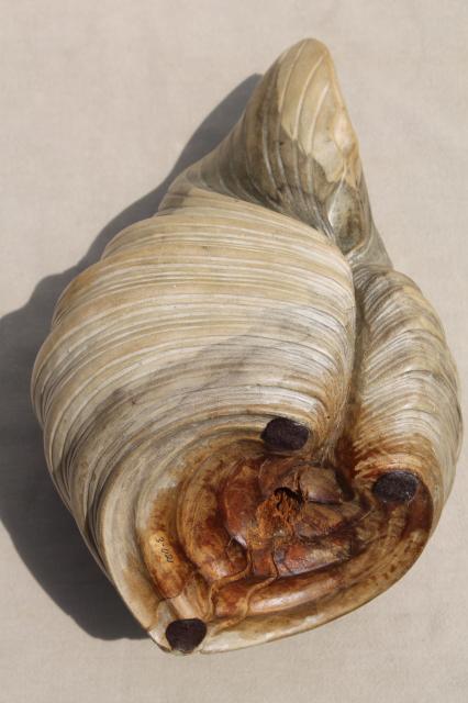 photo of natural wood carving seashell sculpture, large hand carved beach sea shell #12