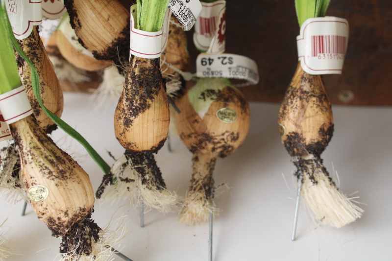 photo of new w/ tags faux flowers very realistic forcing bulbs narcissus jonquils or paper whites  #2