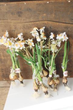 new w/ tags faux flowers very realistic forcing bulbs narcissus jonquils or paper whites 