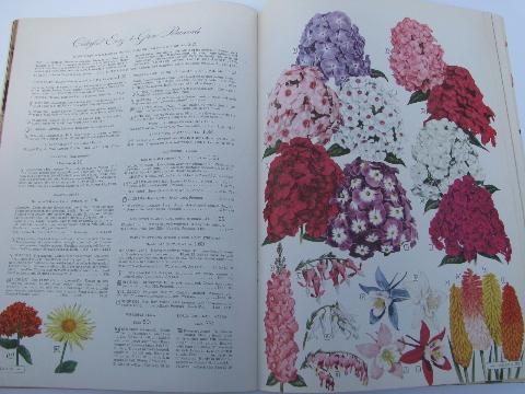 photo of old 1950s Wards ''Garden Book'' catalog, full color litho illustrations #3