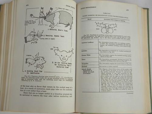 photo of old 1970 agricultural livestock book, raising swine, hogs & pigs, farm library #3