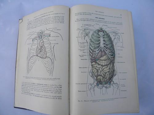 photo of old 50s vintage medical book Gray's Anatomy Human Body color engravings #2