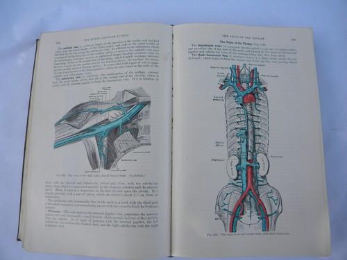 photo of old 50s vintage medical book Gray's Anatomy Human Body color engravings #5