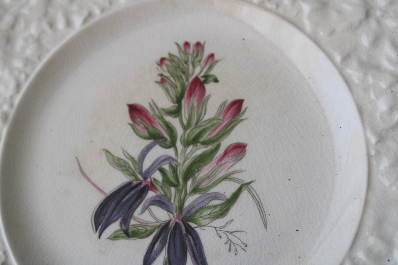 photo of old Royal Cauldon Bristol Ironstone plate crazed stained china embossed border w/ botanical floral print  #2
