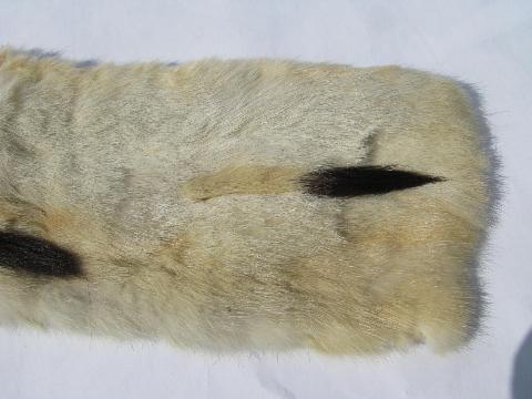 photo of old antique Victorian vintage ermine fur collar & tippet, black tails on white #3