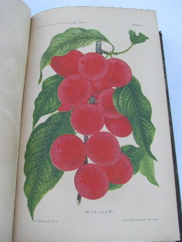 photo of old early 1888 Dept. Agriculture report/yearbook w/engravings and color litho plates #9