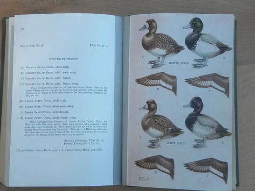 photo of old sportsmans guide to North American waterfowl full color litho plates #2