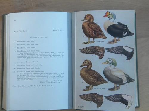 photo of old sportsmans guide to North American waterfowl full color litho plates #3