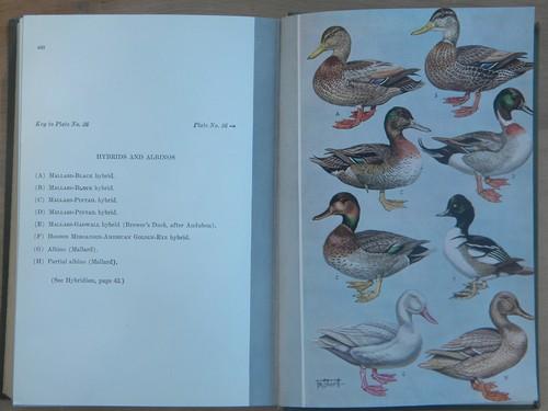 photo of old sportsmans guide to North American waterfowl full color litho plates #4