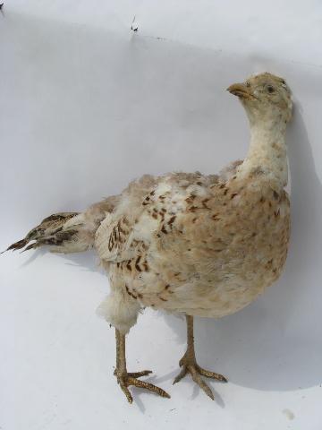 photo of old vintage taxidermy wildlife mount, game bird pheasant hen #2