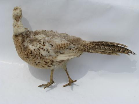 photo of old vintage taxidermy wildlife mount, game bird pheasant hen #3