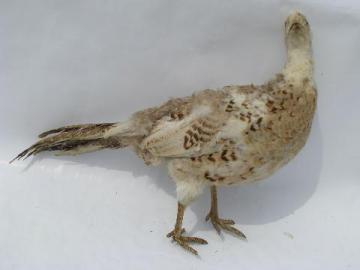 catalog photo of old vintage taxidermy wildlife mount, game bird pheasant hen